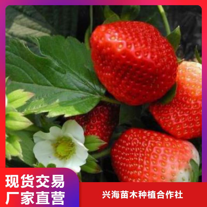 草莓苗,【板栗苗】免費寄樣