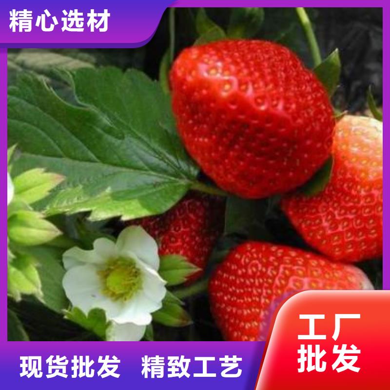 草莓苗梨树苗甄选好厂家