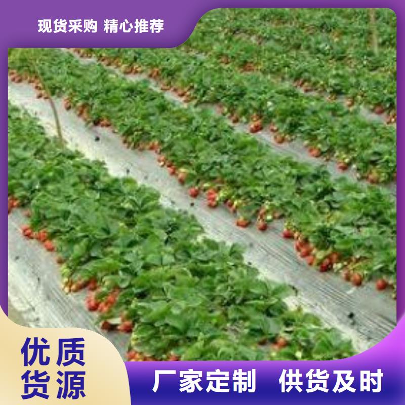 草莓苗山楂苗工厂直供