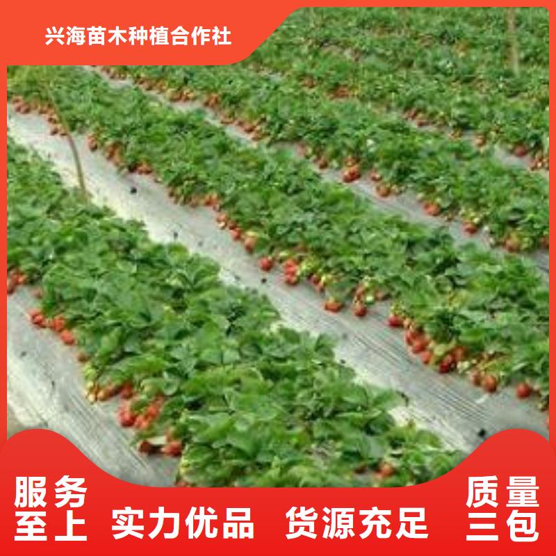 草莓苗,板栗苗一站式廠家