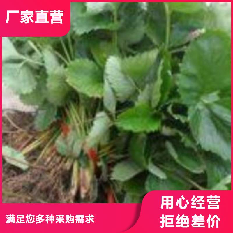 草莓苗桃树苗现货交易