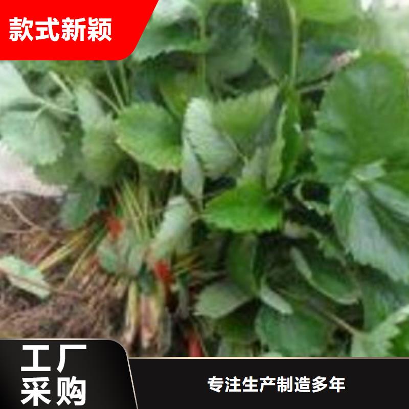 草莓苗山楂苗工厂直供