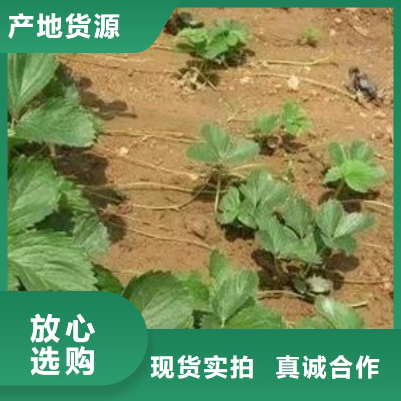 草莓苗,板栗苗一站式廠家