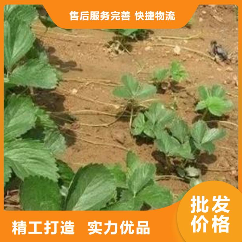 草莓苗桃樹苗現(xiàn)貨交易
