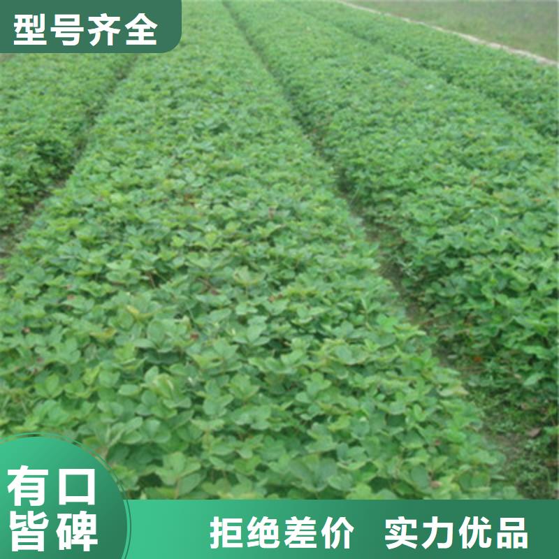 草莓苗桃树苗现货交易