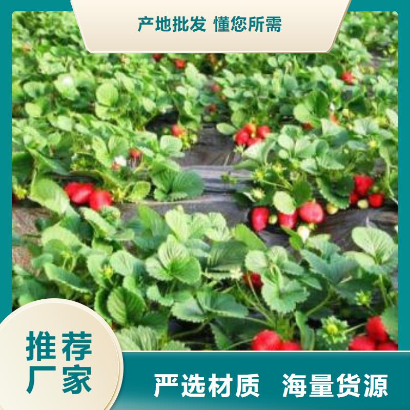 草莓苗李子苗质量不佳尽管来找我
