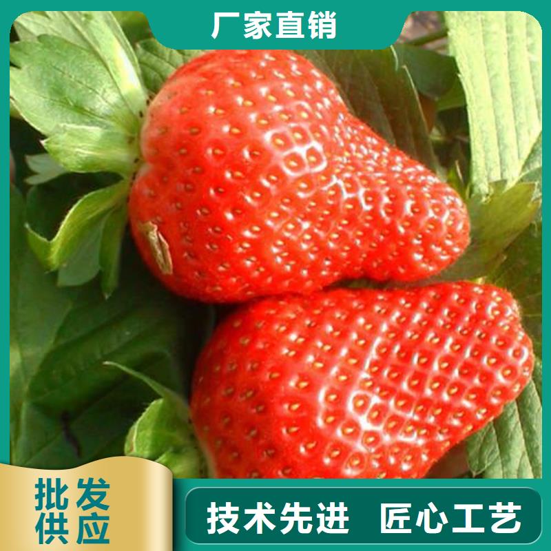 草莓苗梨樹苗訂制批發(fā)