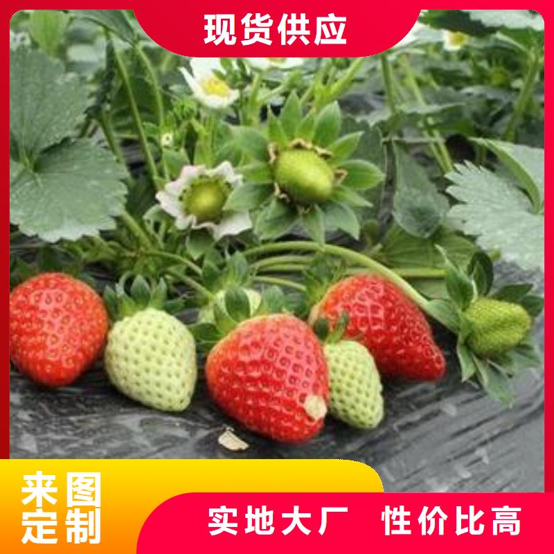 草莓苗梨树苗甄选好厂家