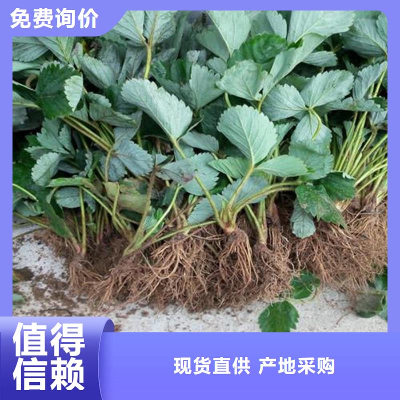草莓苗花椒苗誠(chéng)信可靠