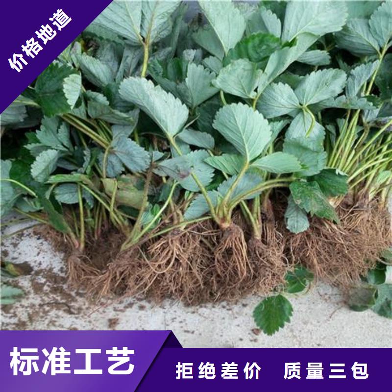 草莓苗桃树苗现货交易