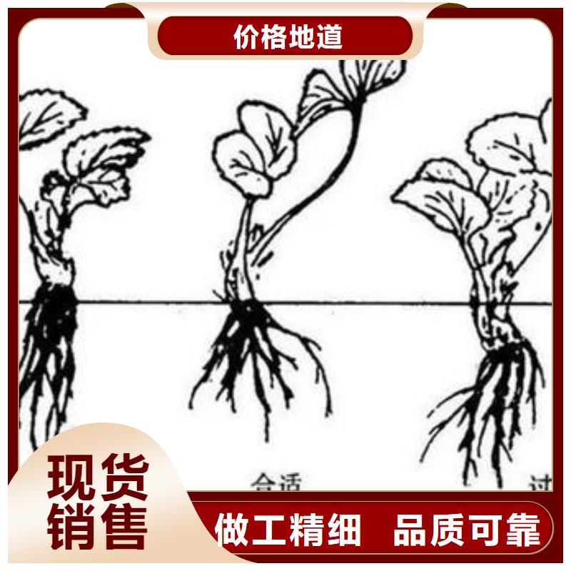草莓苗李子苗多年行業(yè)經(jīng)驗