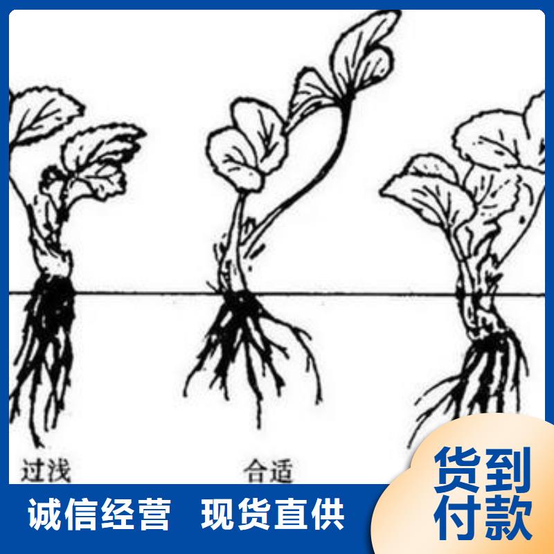 草莓苗山楂苗價(jià)格實(shí)在