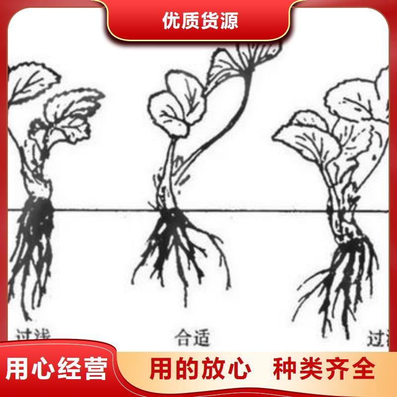 草莓苗李子苗多年行業(yè)經(jīng)驗