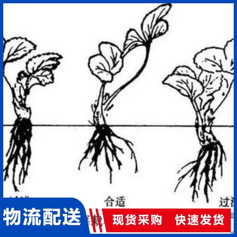 草莓苗桃樹苗現(xiàn)貨交易