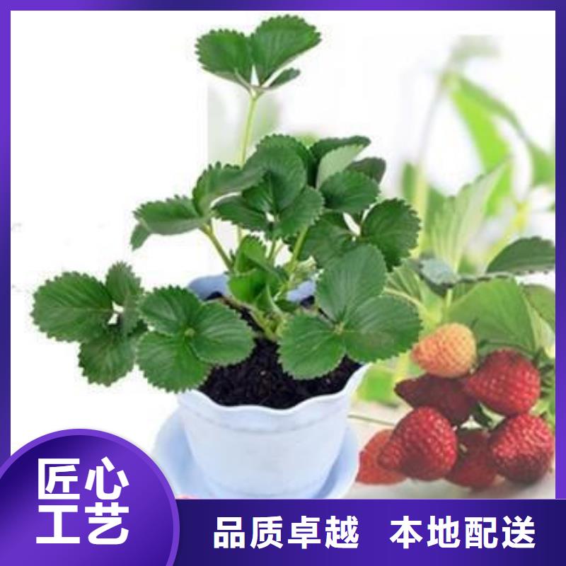 草莓苗李子苗多年行業(yè)經(jīng)驗