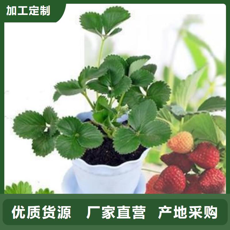 草莓苗桃樹苗現(xiàn)貨交易
