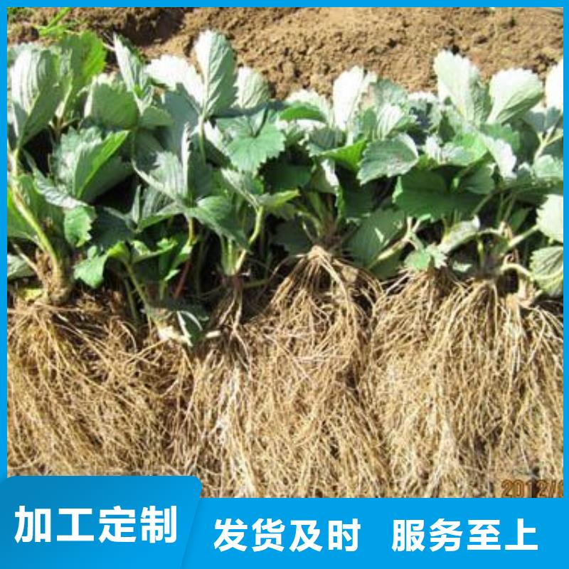 草莓苗_桃樹苗質(zhì)檢合格發(fā)貨