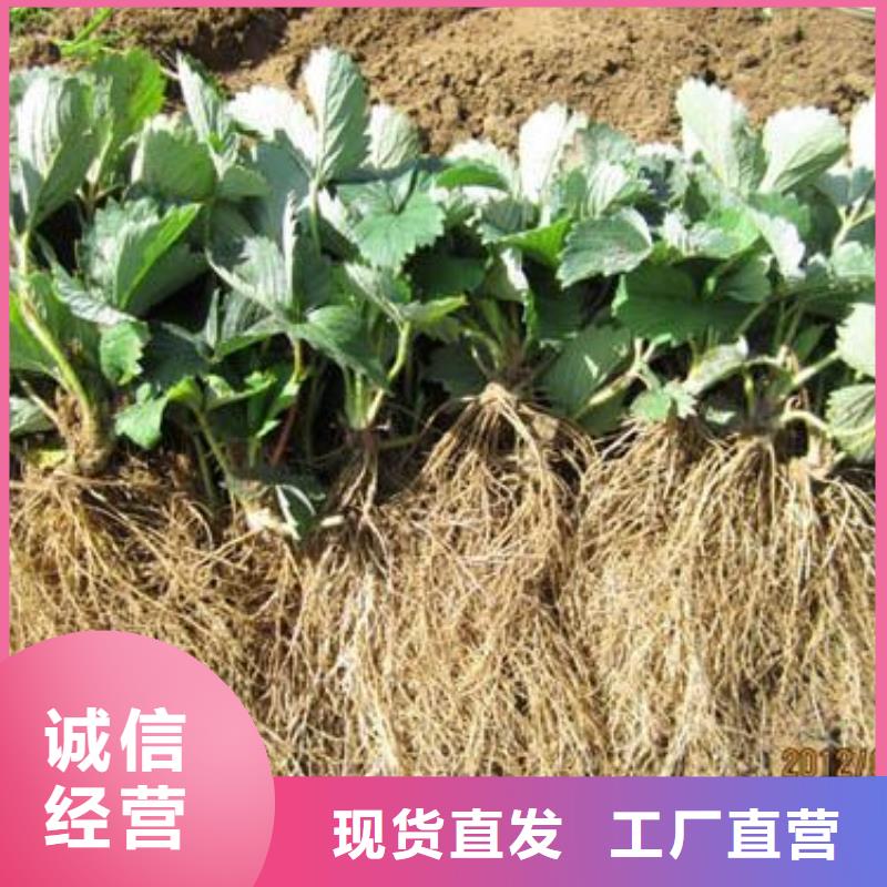 草莓苗李子苗多年行業(yè)經(jīng)驗