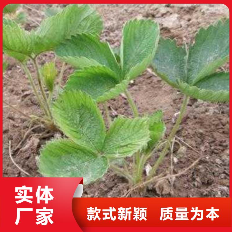 草莓苗李子苗多年行業(yè)經(jīng)驗