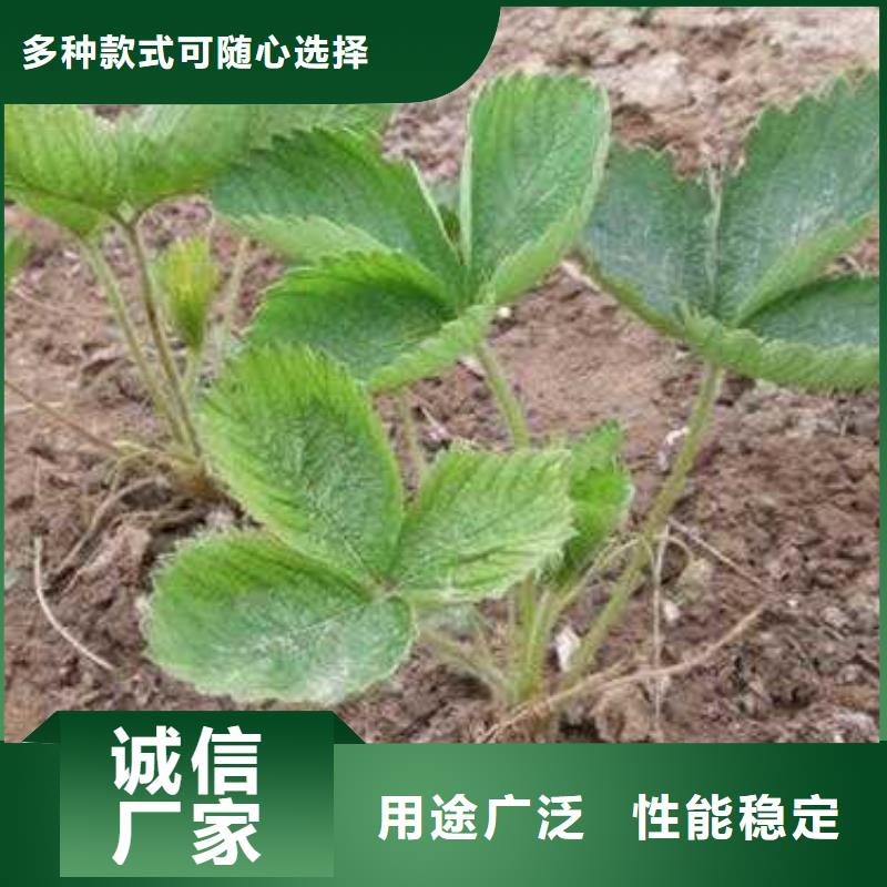 草莓苗桃树苗现货交易