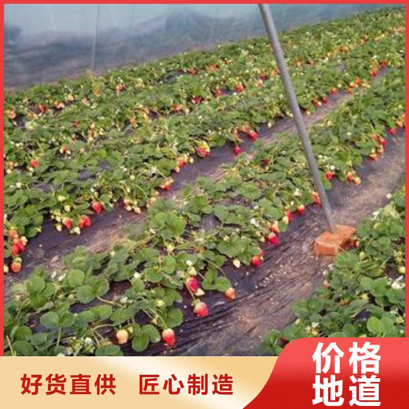 草莓苗_桃樹苗質(zhì)檢合格發(fā)貨