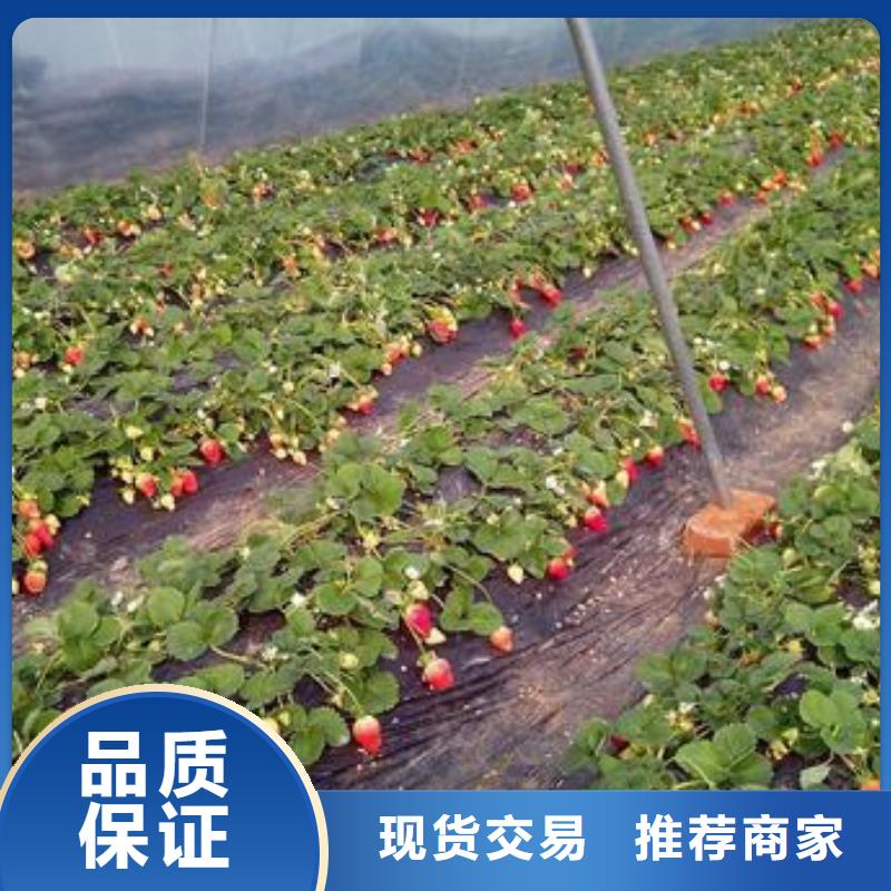 草莓苗李子苗多年行業(yè)經(jīng)驗