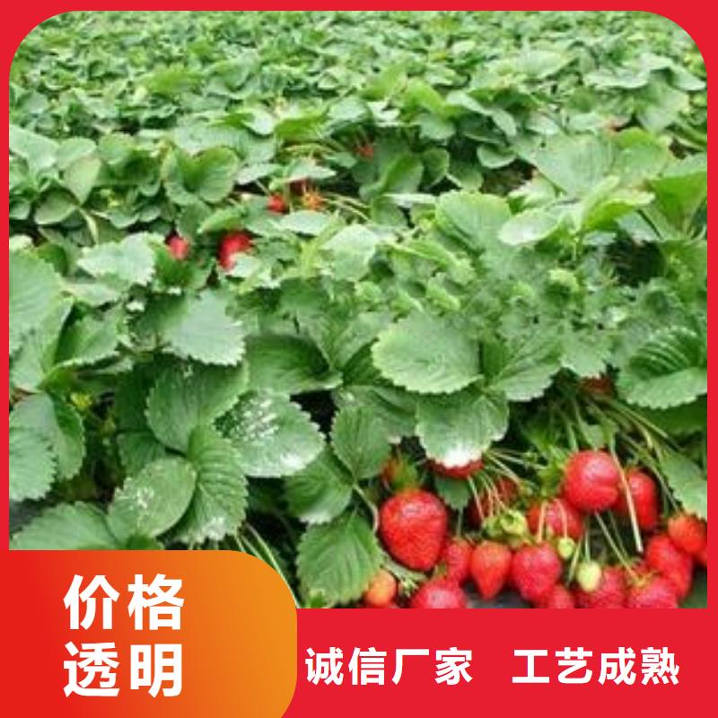 草莓苗_桃樹苗質(zhì)檢合格發(fā)貨