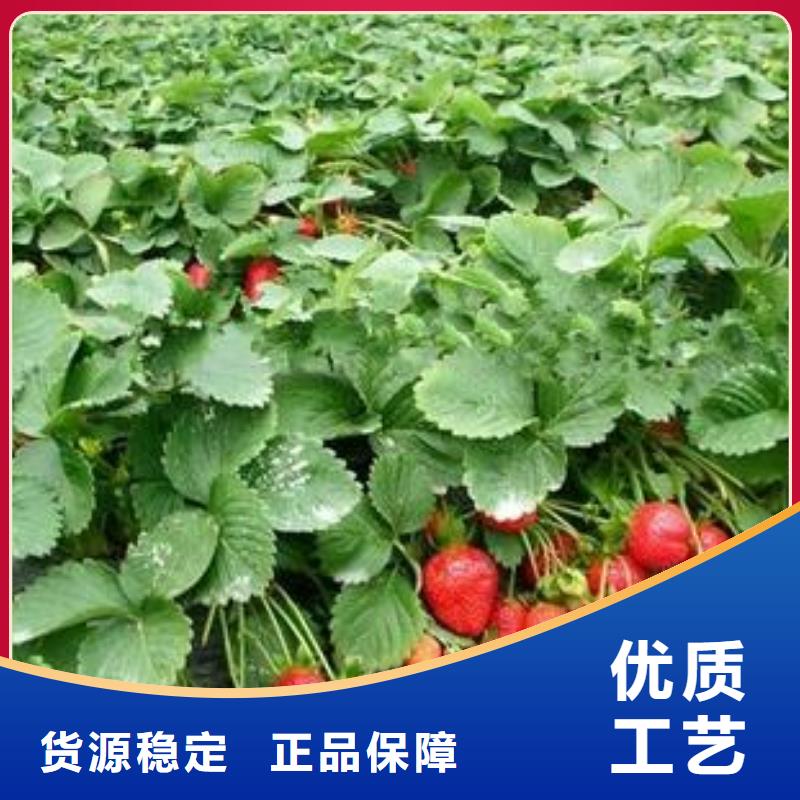 草莓苗李子苗多年行業(yè)經(jīng)驗