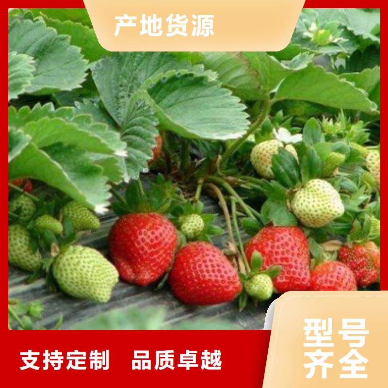 草莓苗桃树苗现货交易