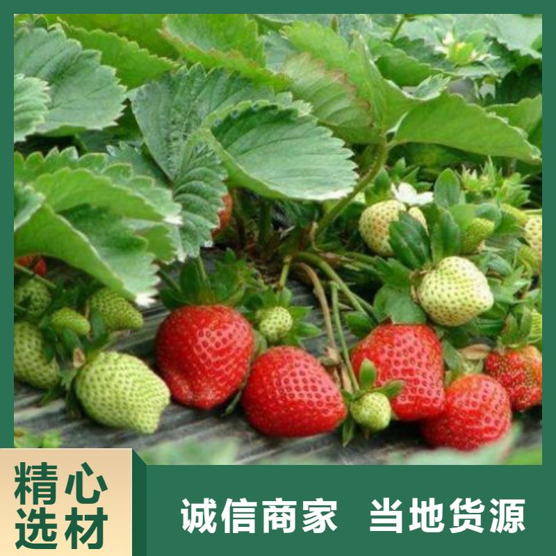 草莓苗李子苗多年行業(yè)經(jīng)驗