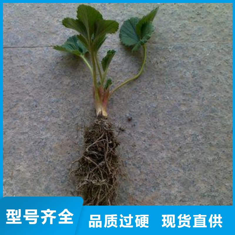 草莓苗_桃樹苗質(zhì)檢合格發(fā)貨
