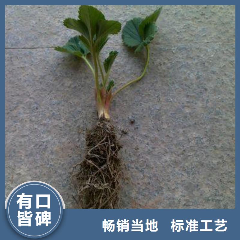 草莓苗李子苗多年行業(yè)經(jīng)驗