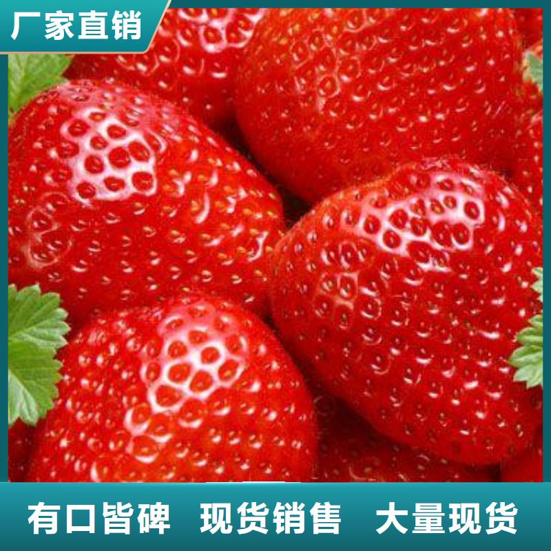 草莓苗李子苗多年行業(yè)經(jīng)驗