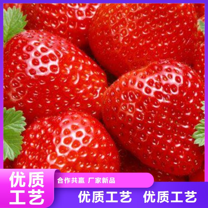 草莓苗山楂苗价格实在