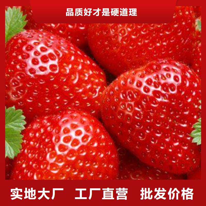 草莓苗,板栗苗一站式廠家