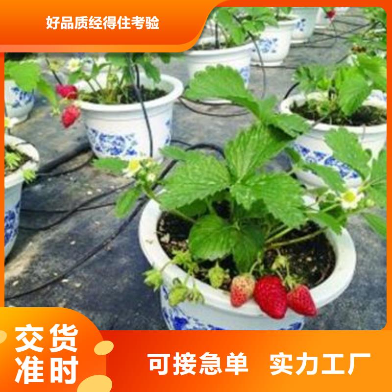 草莓苗桃树苗现货交易