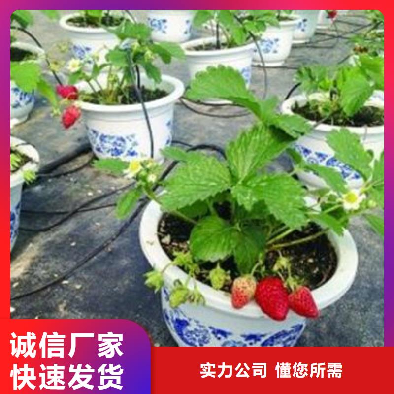 草莓苗李子苗多年行業(yè)經(jīng)驗