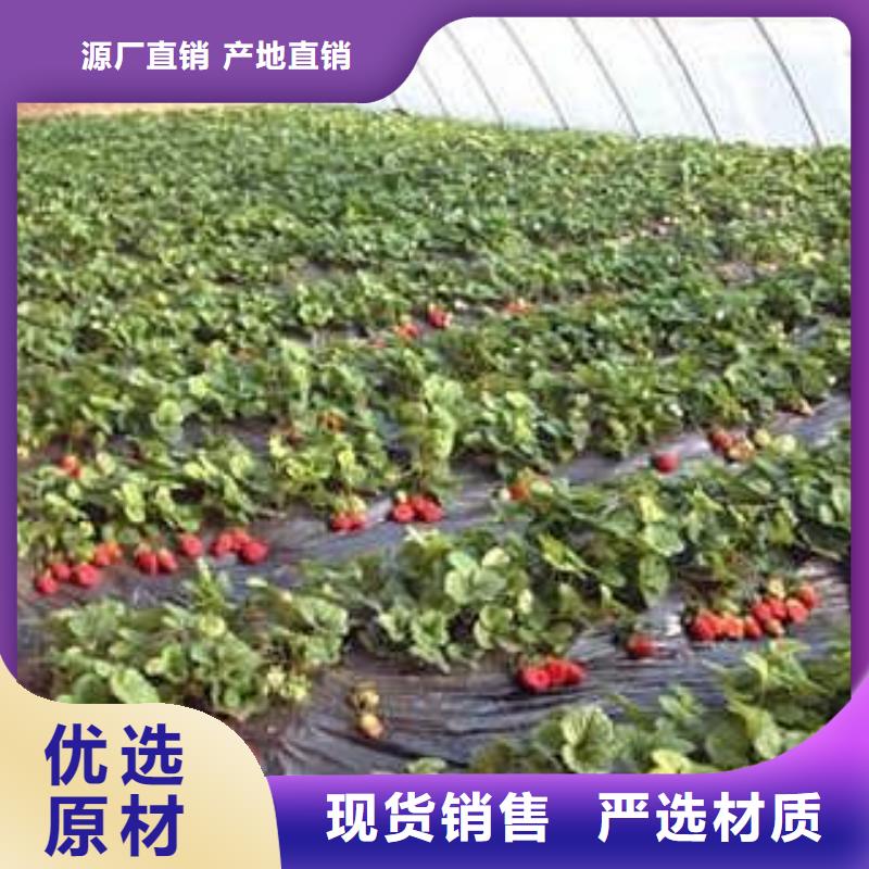 草莓苗,板栗苗一站式廠家