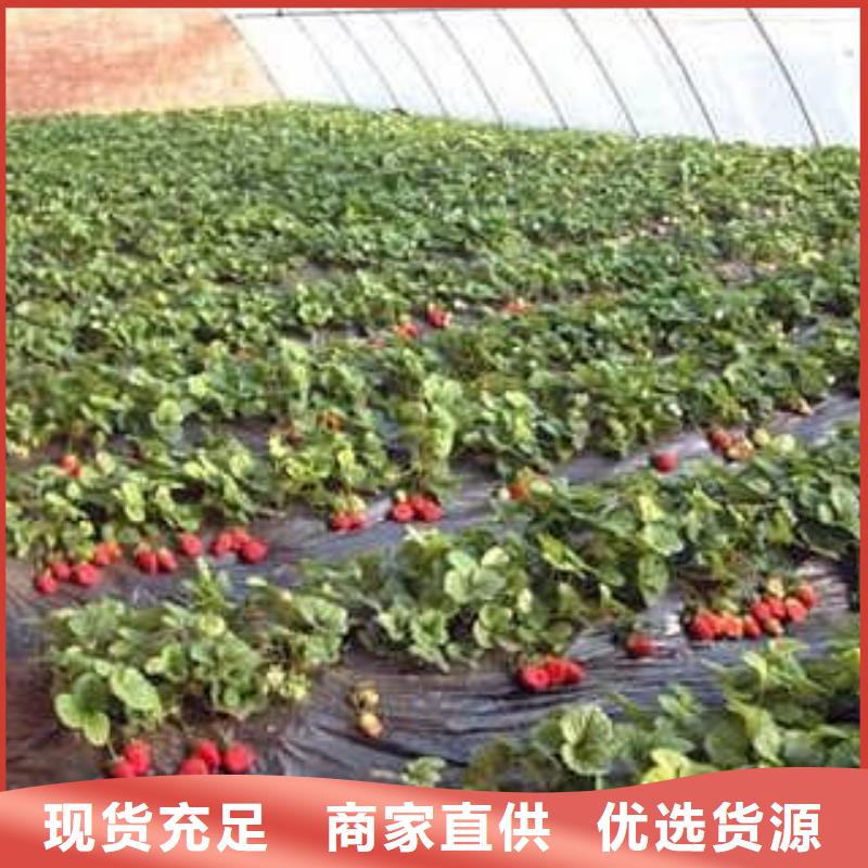 草莓苗李子苗多年行業(yè)經(jīng)驗