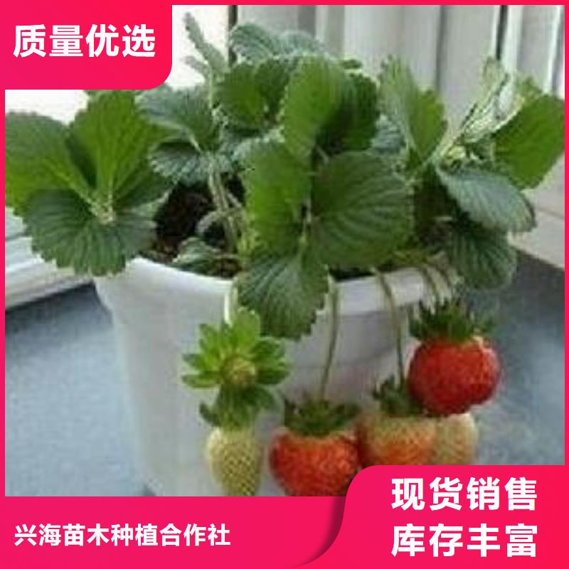 草莓苗-花椒苗廠家直銷放心