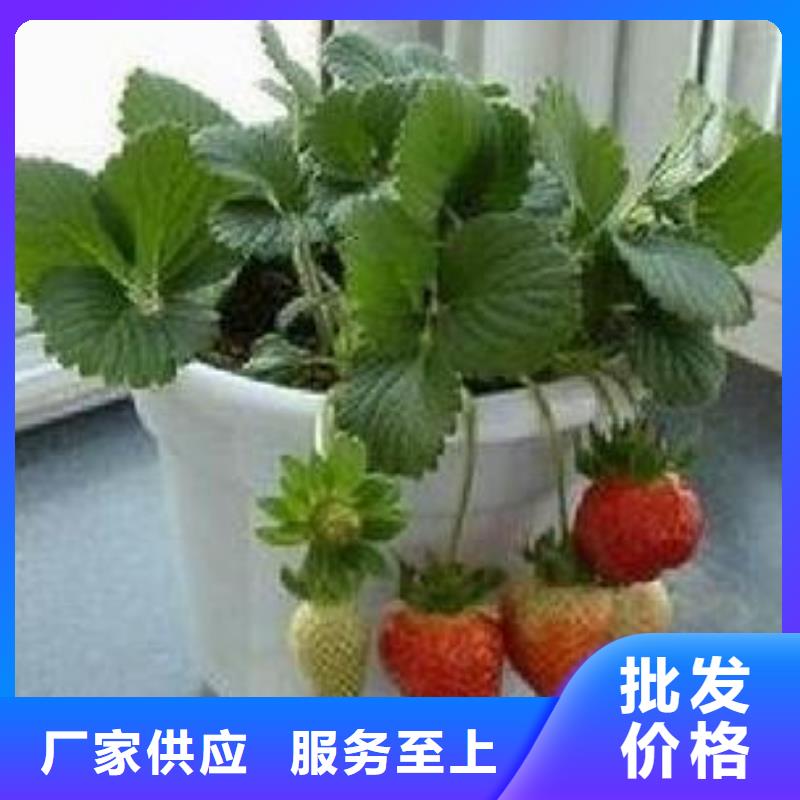 草莓苗李子苗多年行業(yè)經(jīng)驗
