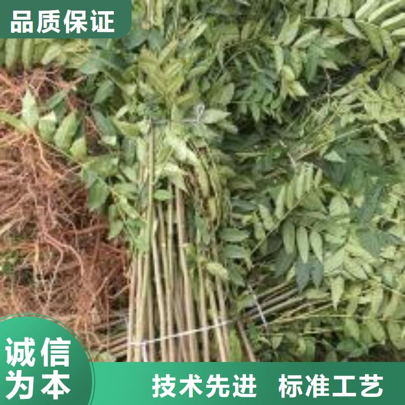 香椿苗,藍莓苗生產(chǎn)安裝