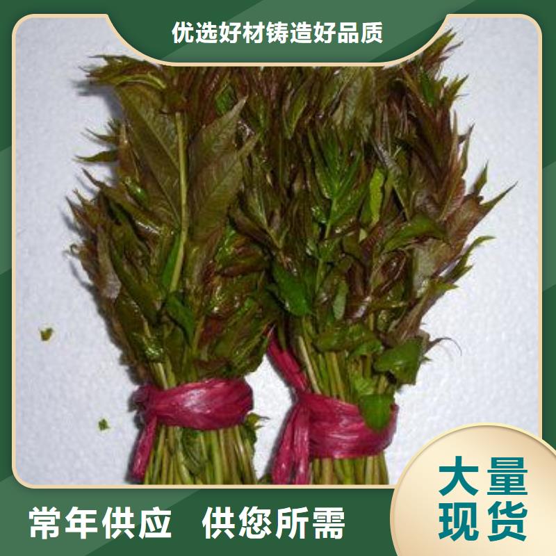 香椿苗梨樹苗專業(yè)生產(chǎn)設(shè)備