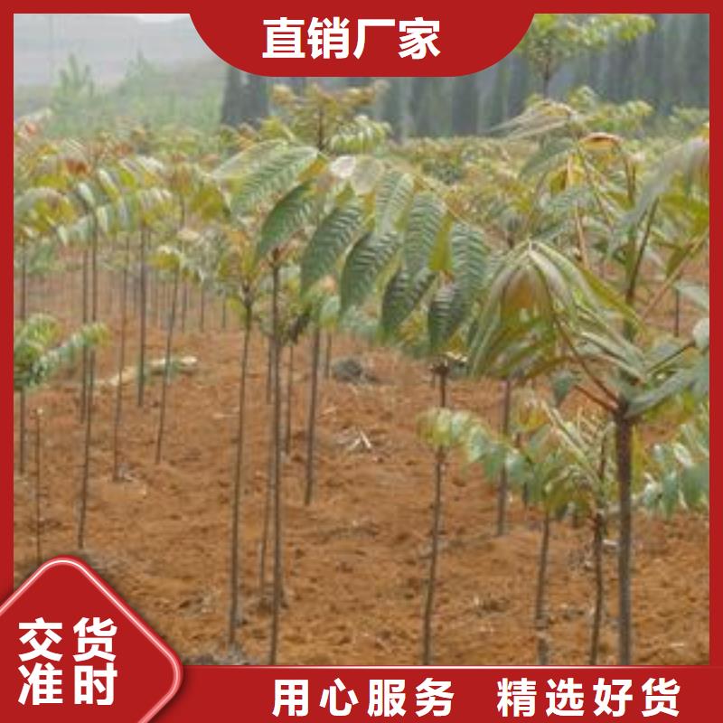 香椿苗-桃樹苗廠家質(zhì)量過(guò)硬