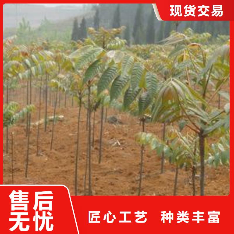 香椿苗葡萄苗品質(zhì)不將就
