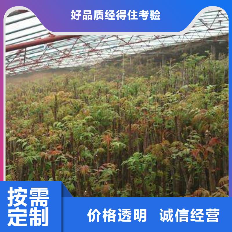 香椿苗梨樹苗專業(yè)生產(chǎn)設備