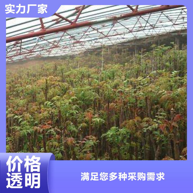 香椿苗,藍莓苗保障產(chǎn)品質(zhì)量