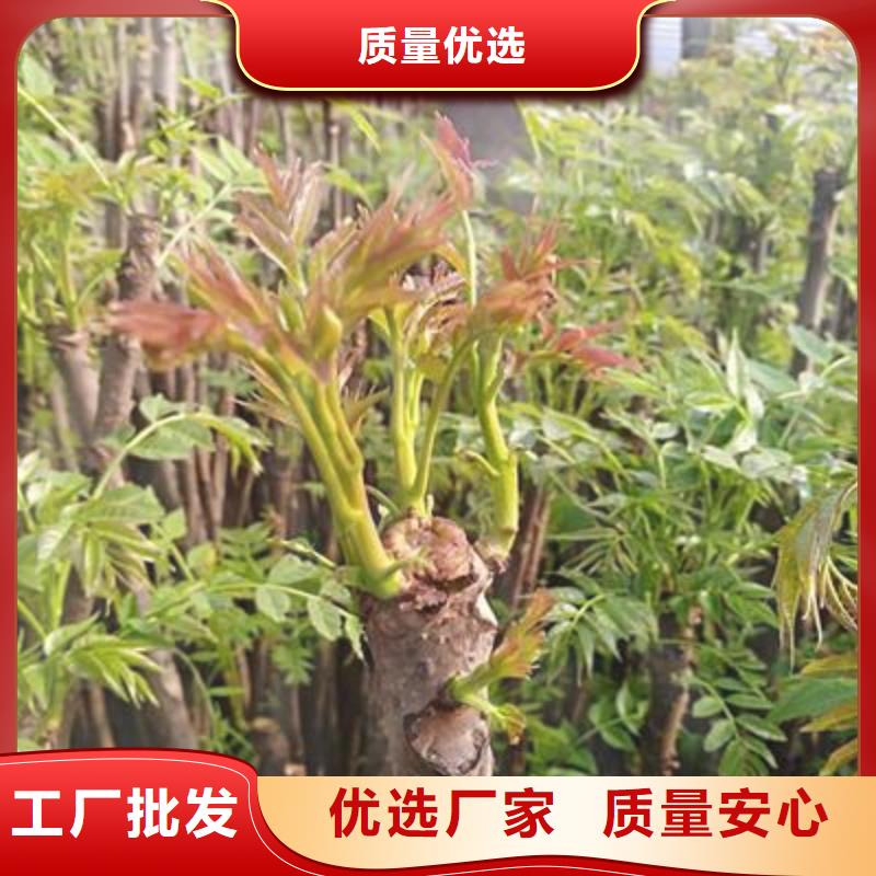 香椿苗-桃樹苗廠家質(zhì)量過(guò)硬