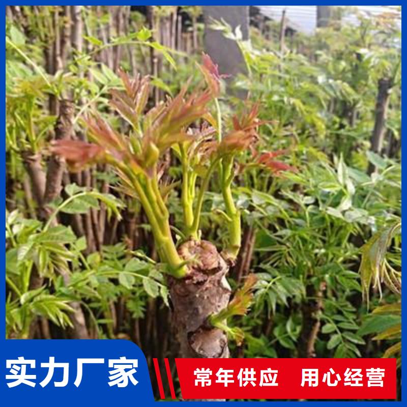 香椿苗,蓝莓苗生产安装