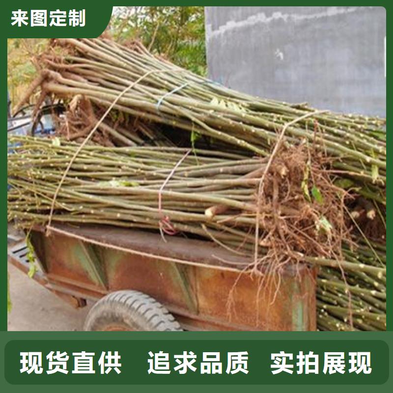 香椿苗核桃苗源头工厂量大优惠